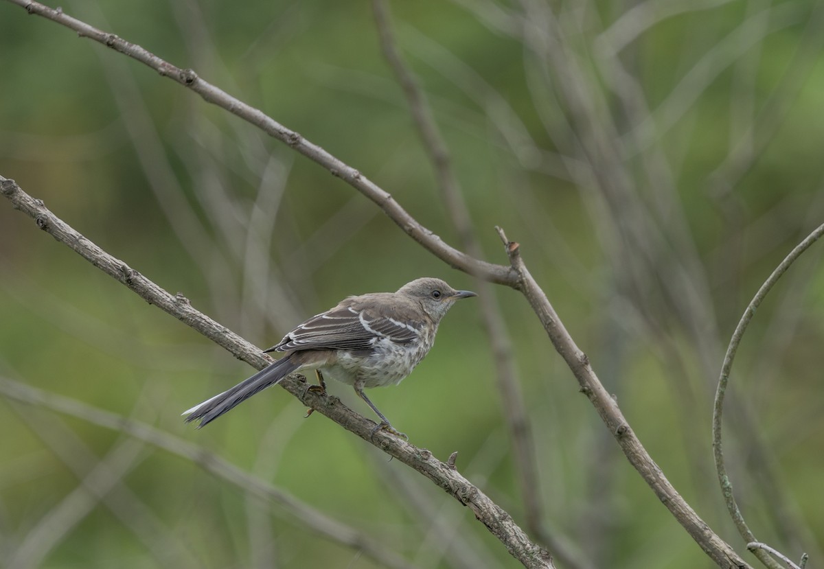 Northern Mockingbird - ML622174722