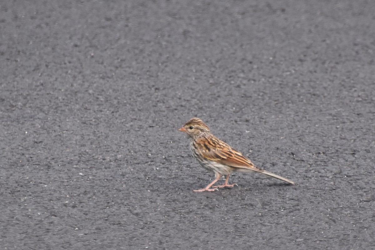 Chipping Sparrow - ML622174774