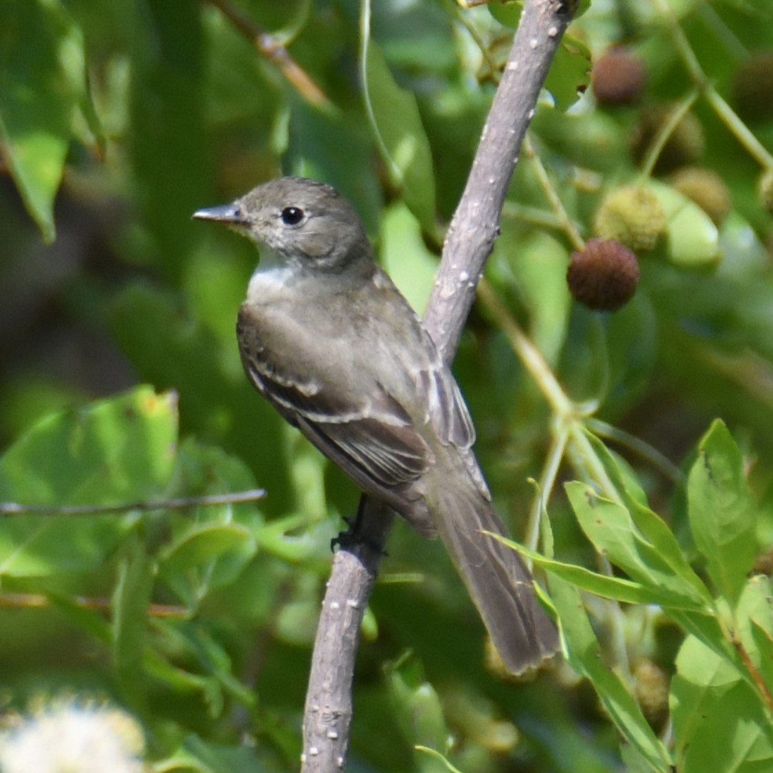 Willow Flycatcher - ML622174792