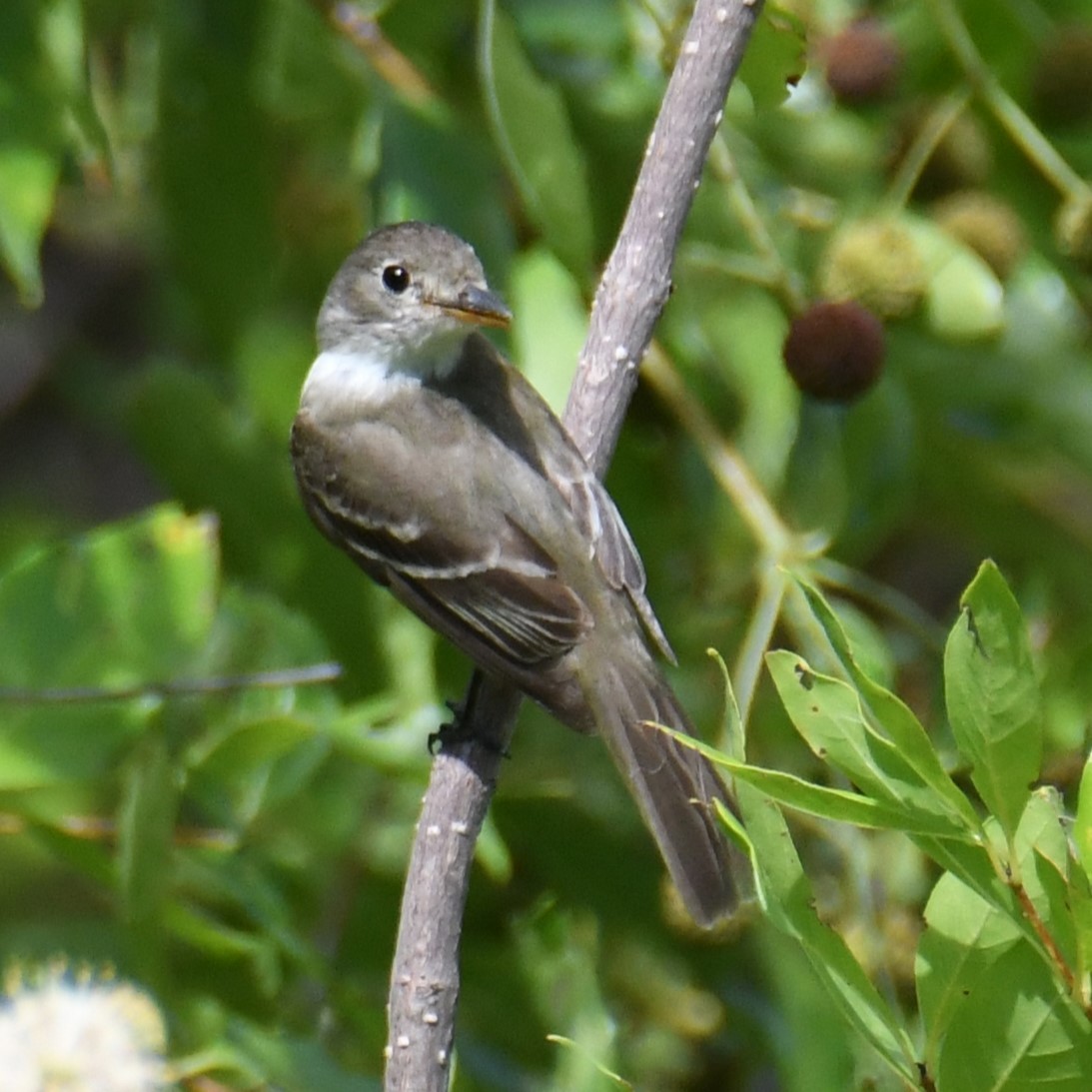 Willow Flycatcher - ML622174793