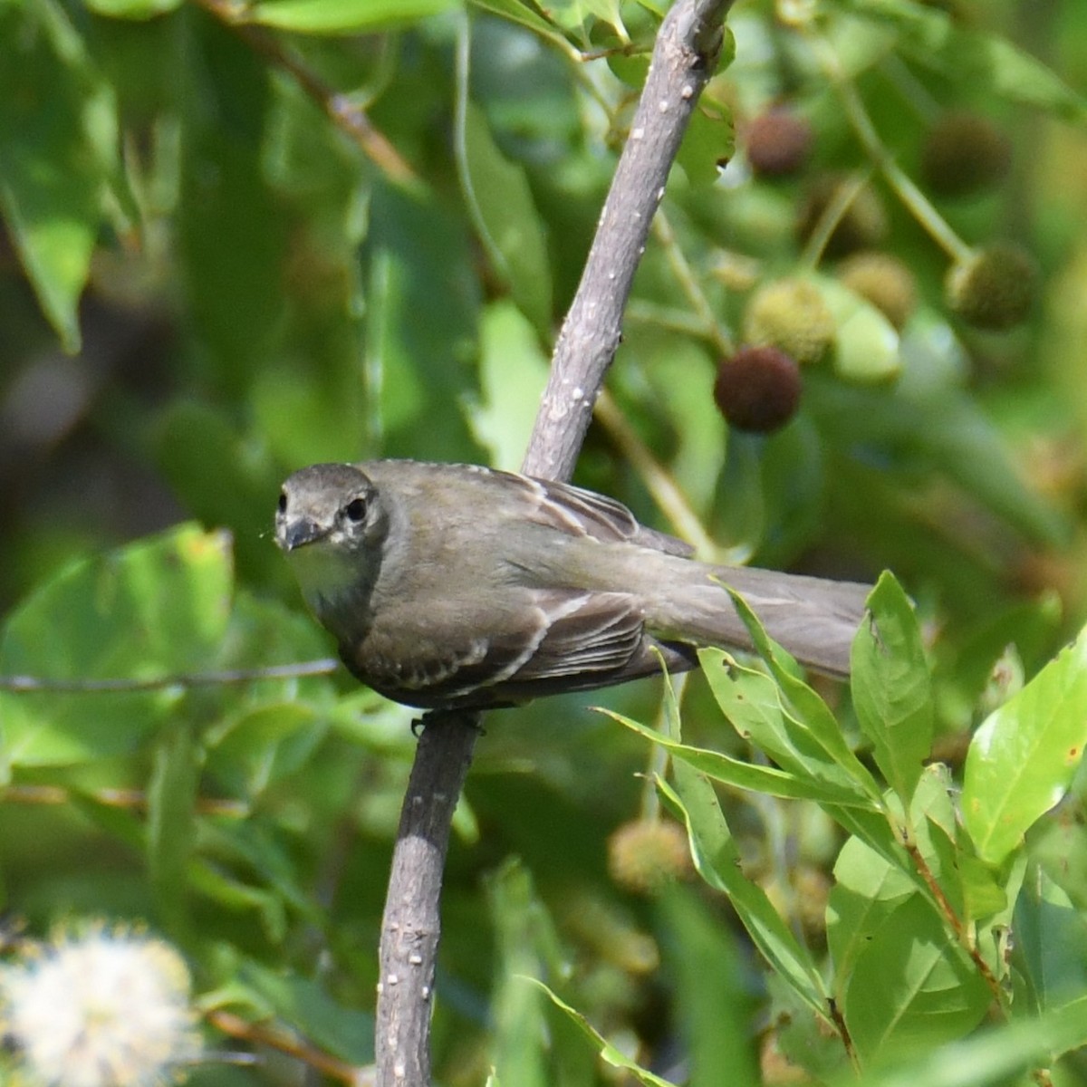 Willow Flycatcher - ML622174795