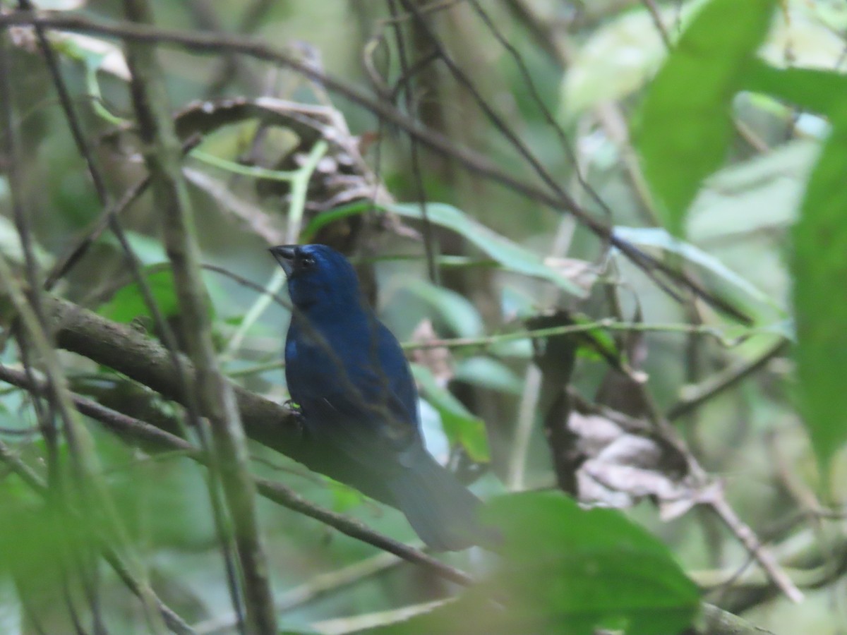 Amazonian Grosbeak - ML622174796