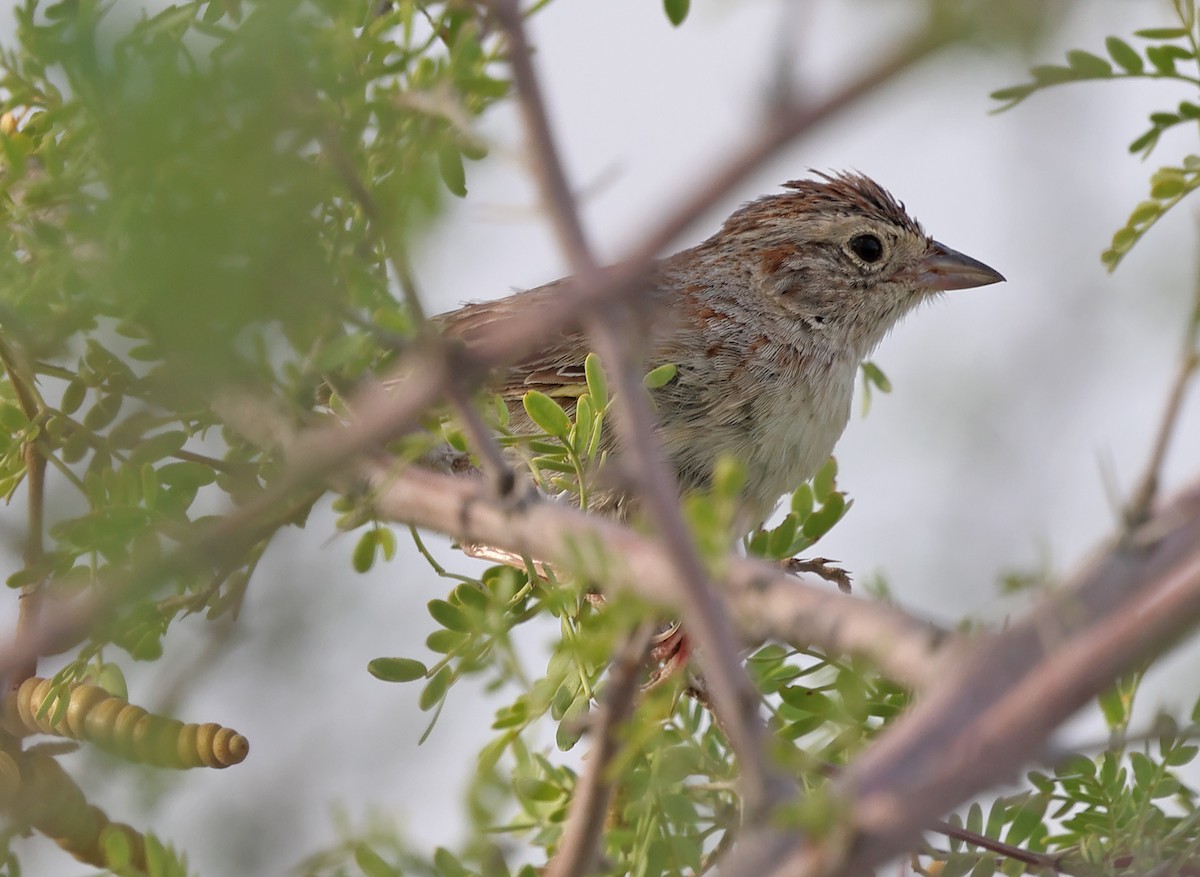 Cassin's Sparrow - ML622174806