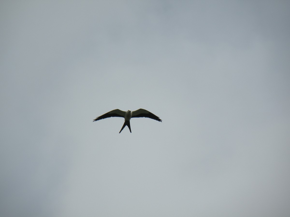 Swallow-tailed Kite - ML62217481