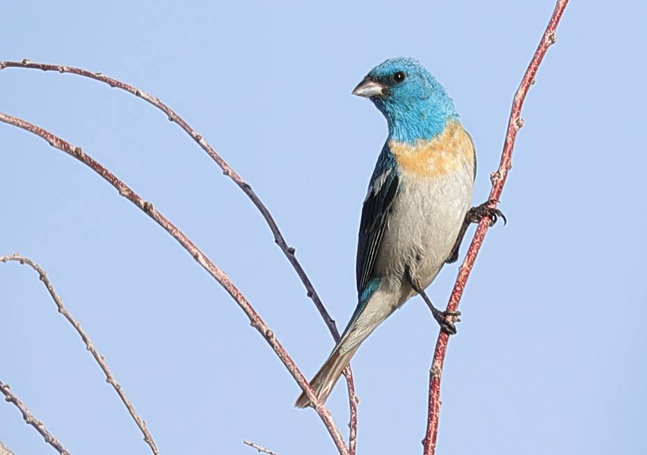 Lazuli Bunting - ML622174810