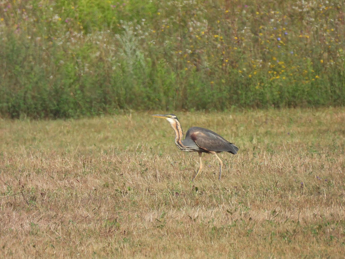 Purple Heron - ML622174841