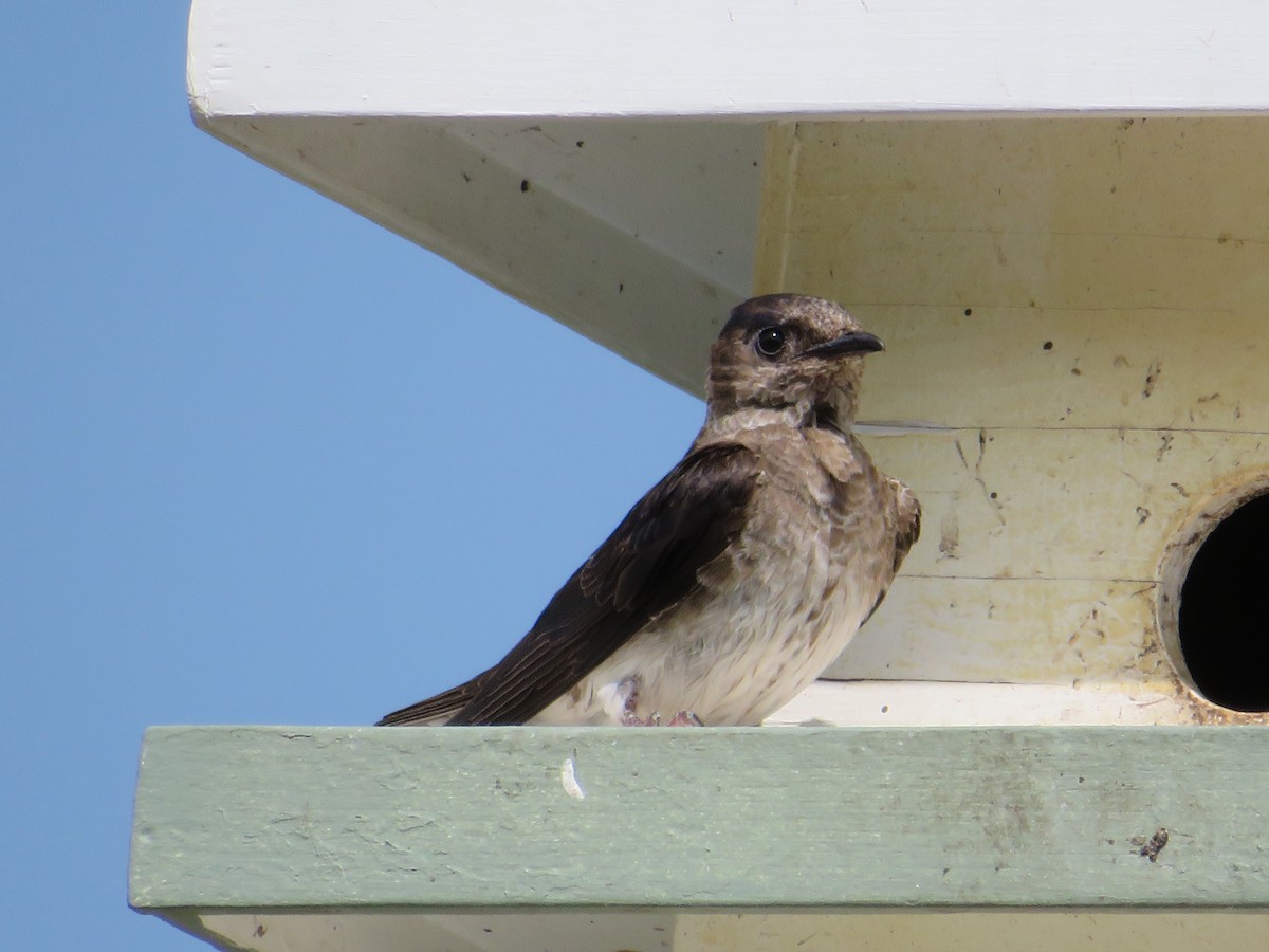 Purple Martin - ML622174845