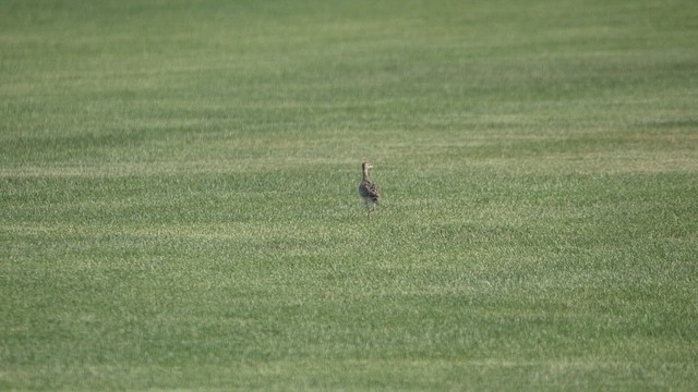 Upland Sandpiper - ML622174847