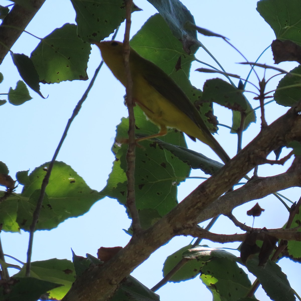 Orange-crowned Warbler - ML622174859