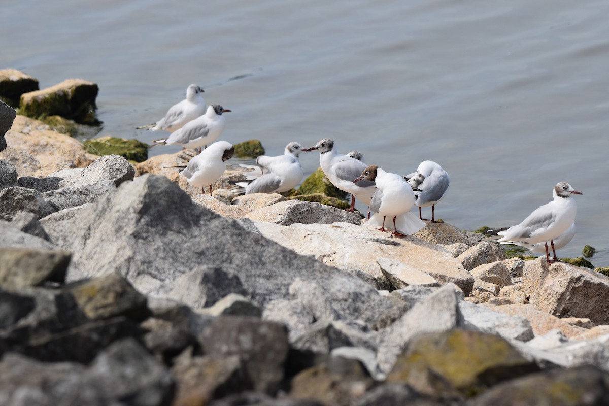 Lesser Black-backed Gull - ML622174864