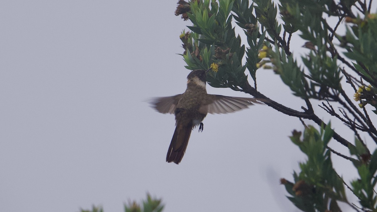 Buffy Helmetcrest - ML622174867