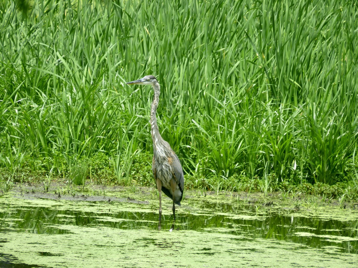 Great Blue Heron - ML622174868