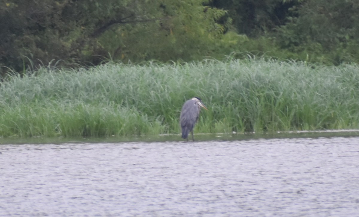 Great Blue Heron - Robin Toler