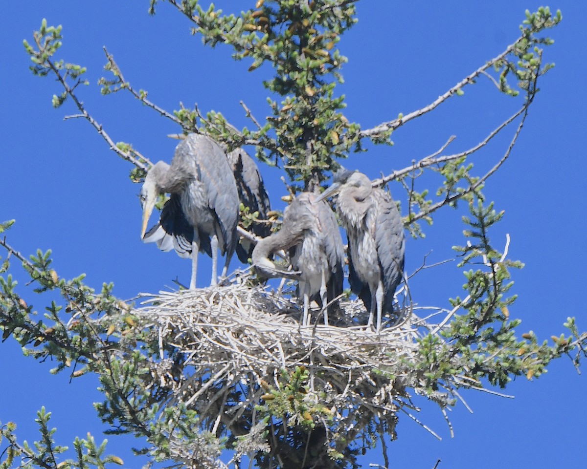 Great Blue Heron - ML622174871