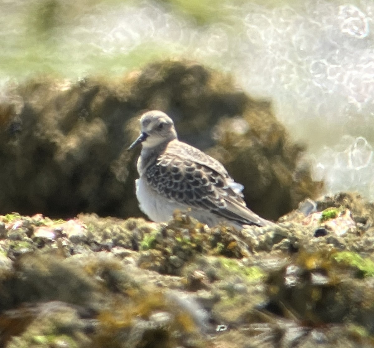 Baird's Sandpiper - ML622174876