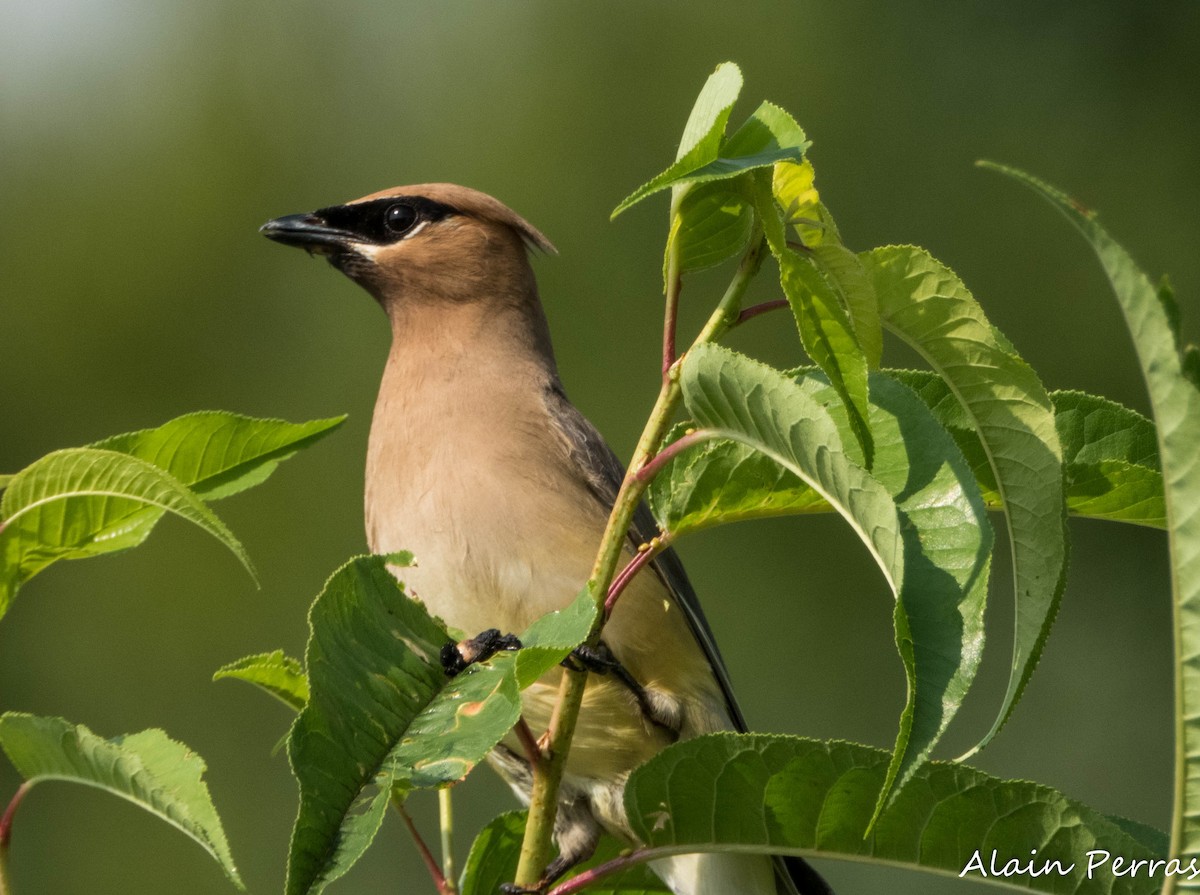 Cedar Waxwing - ML622174877