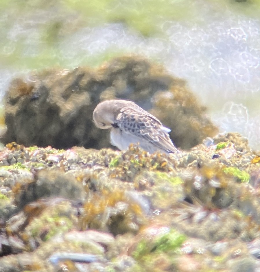 Baird's Sandpiper - ML622174878