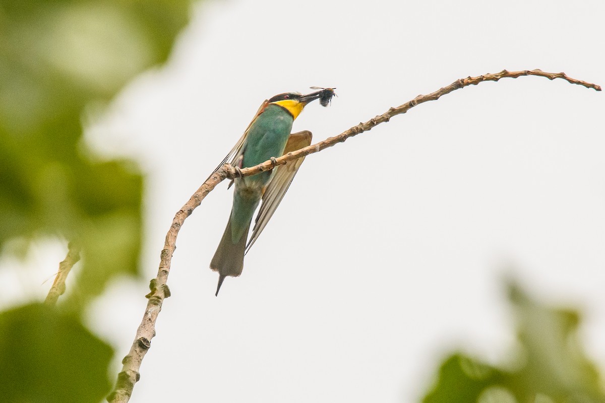 European Bee-eater - ML622174879