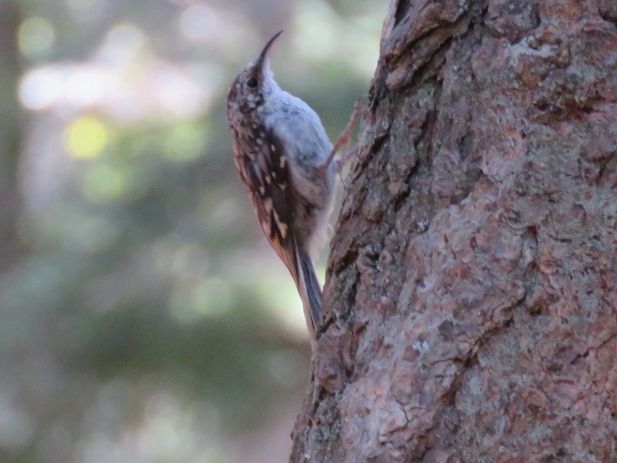 Brown Creeper - ML622174880