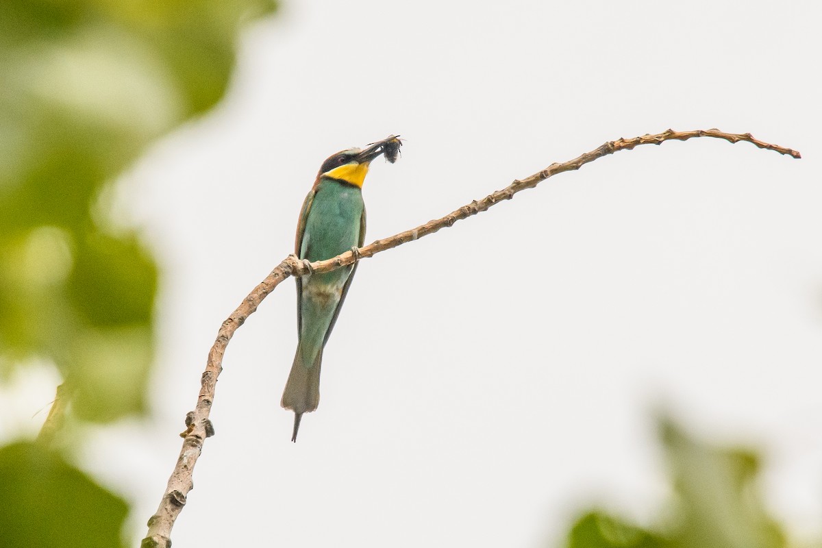 European Bee-eater - ML622174881