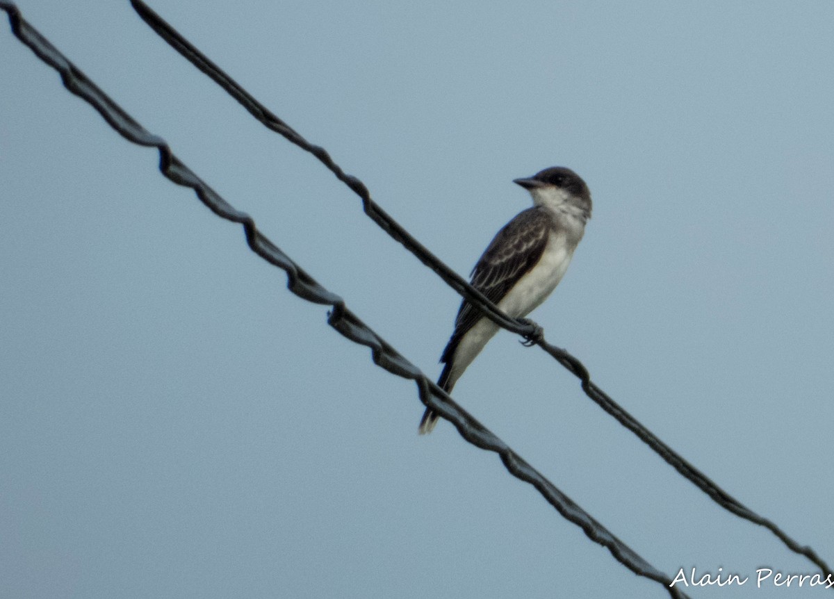 Eastern Kingbird - ML622174882