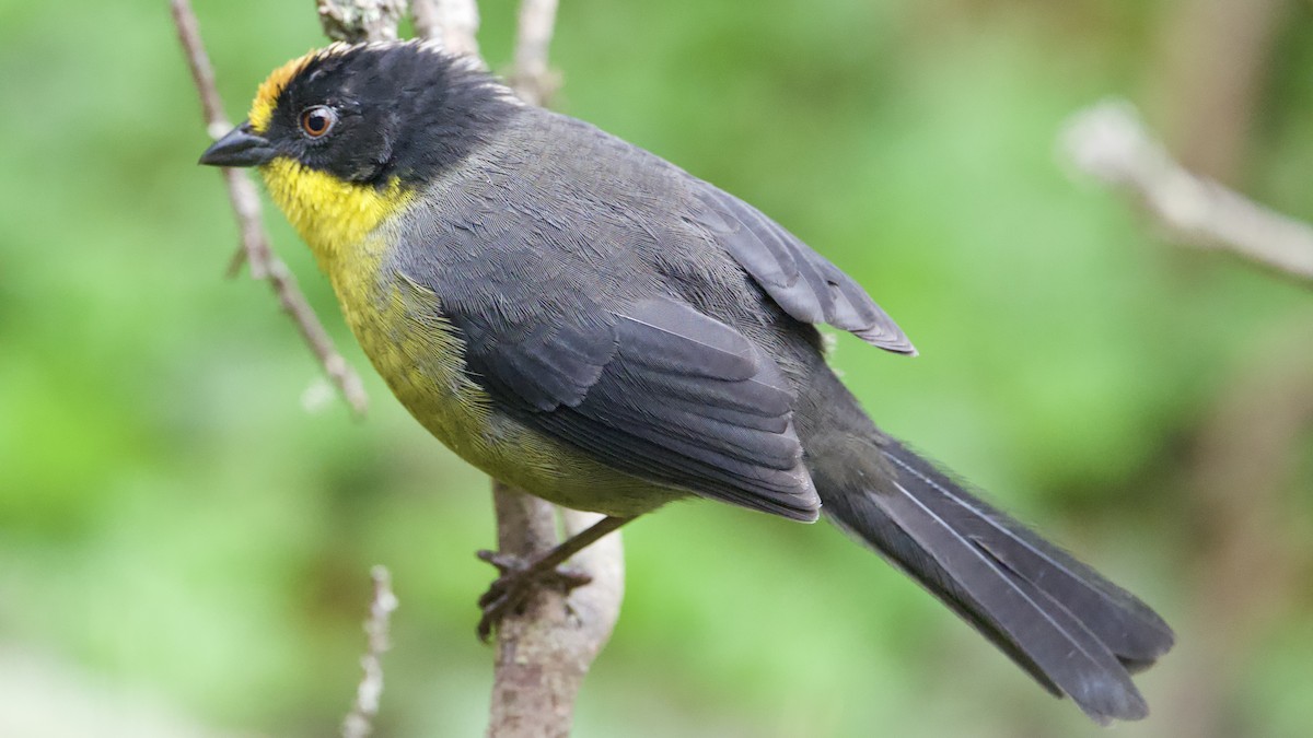 Pale-naped Brushfinch - ML622174883