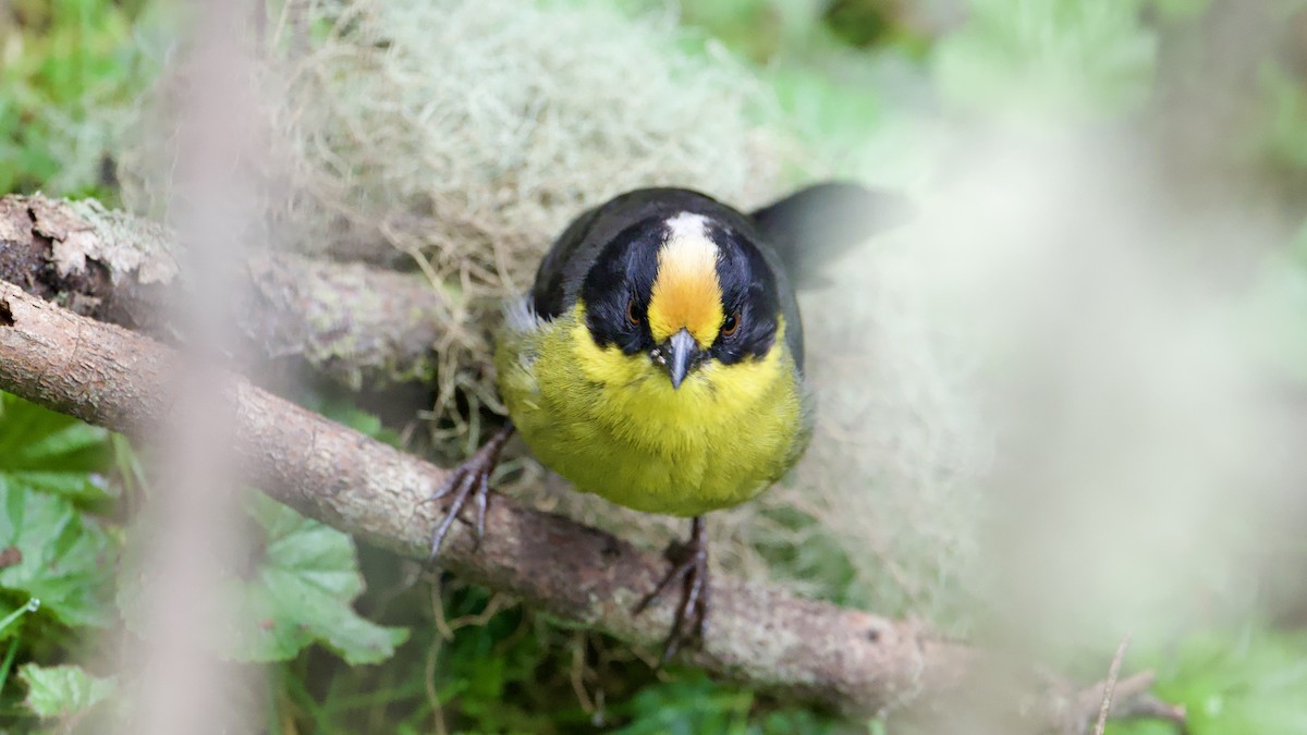 Pale-naped Brushfinch - ML622174884