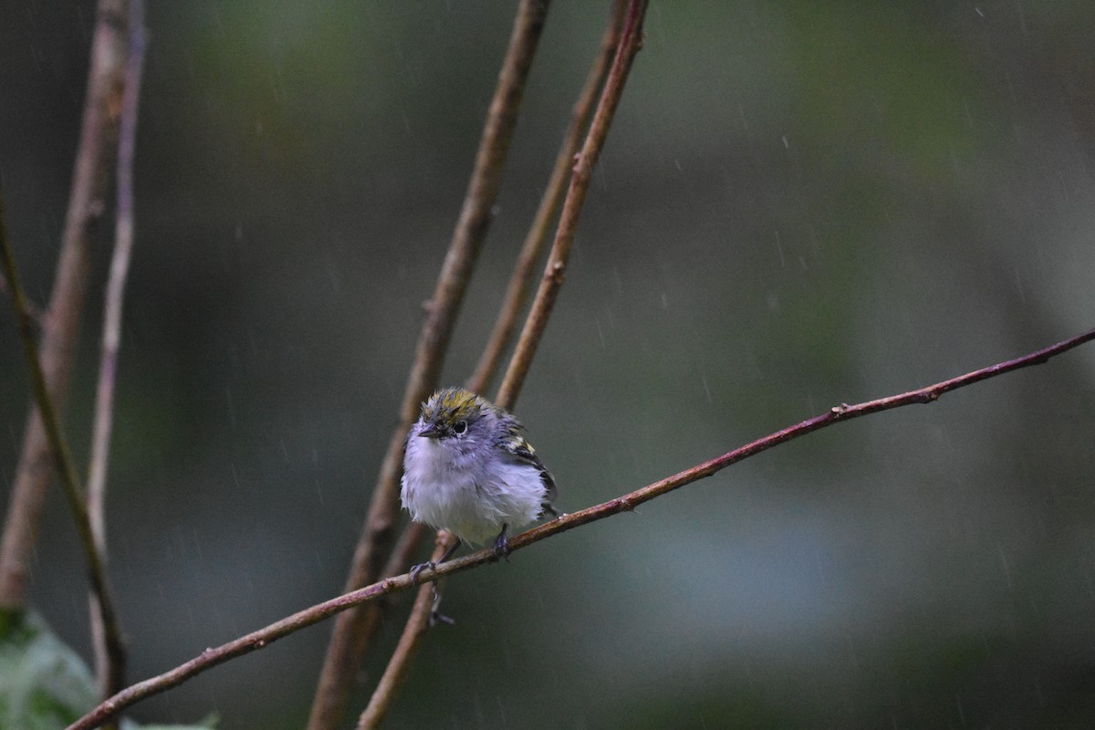 Chestnut-sided Warbler - Jerry Davis