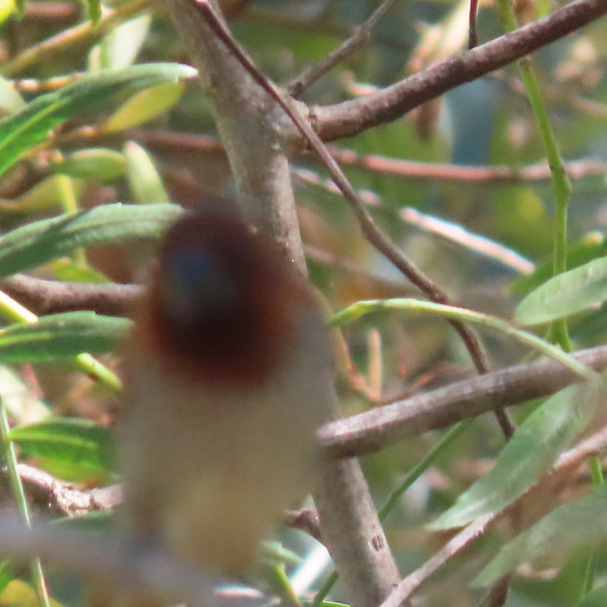 Scaly-breasted Munia - ML622174886