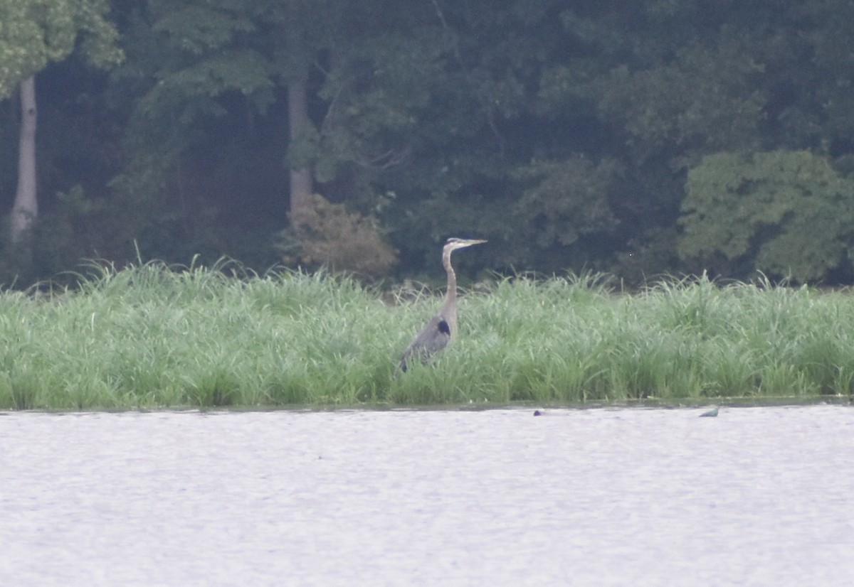 Great Blue Heron - ML622174887