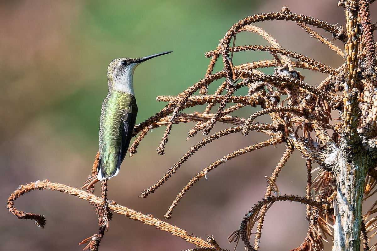 Ruby-throated Hummingbird - Don Danko