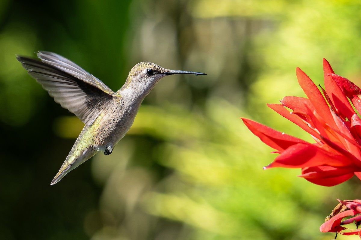 Ruby-throated Hummingbird - ML622174890