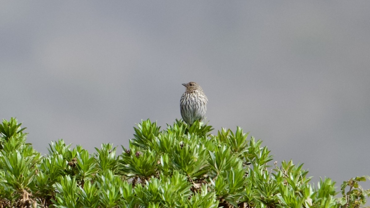 Plumbeous Sierra Finch - David Theobald