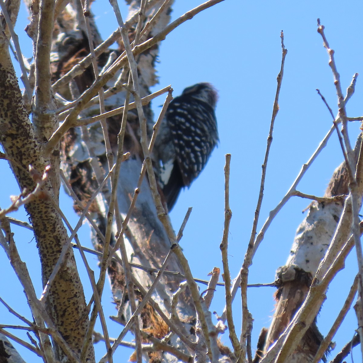 Nuttall's Woodpecker - ML622174892