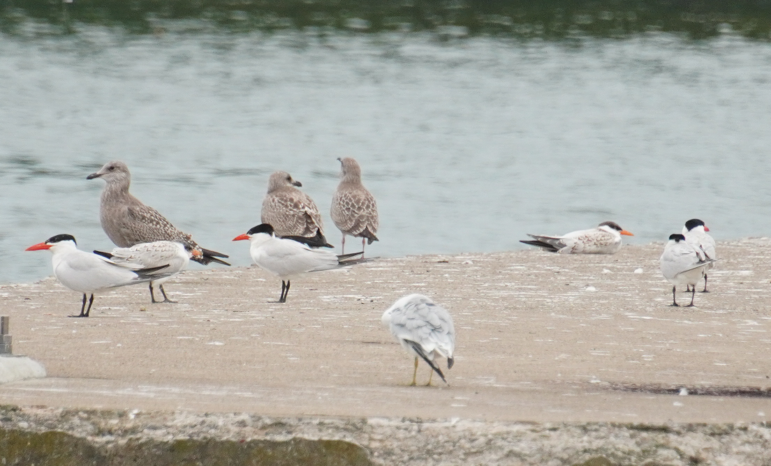 Caspian Tern - ML622174897