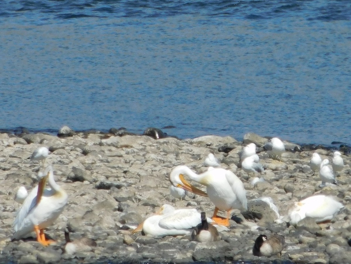 American White Pelican - ML622174940