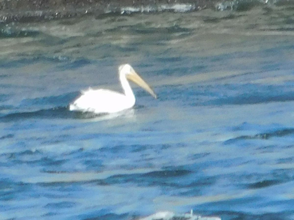 American White Pelican - ML622174954