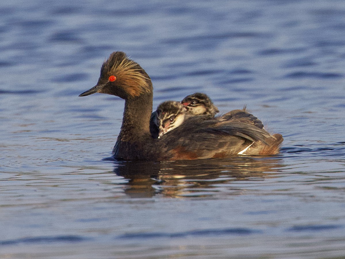 Eared Grebe - ML622174972