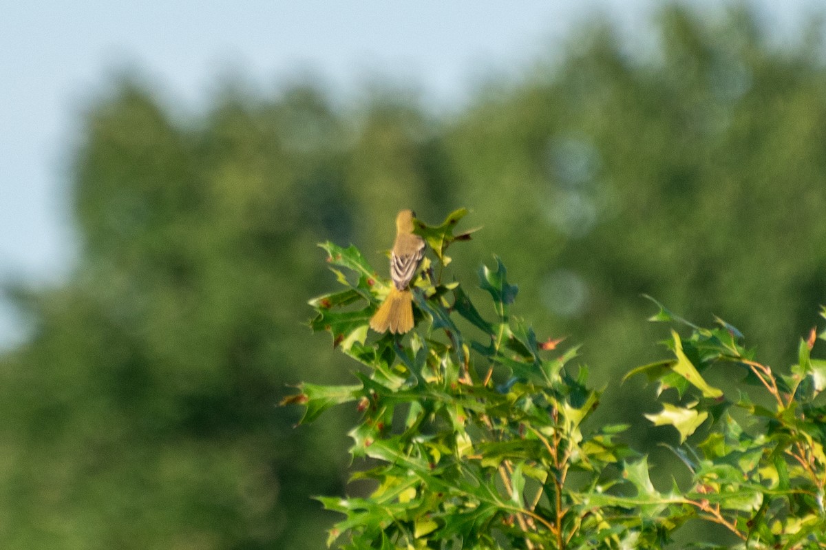 Orchard Oriole - ML622174990