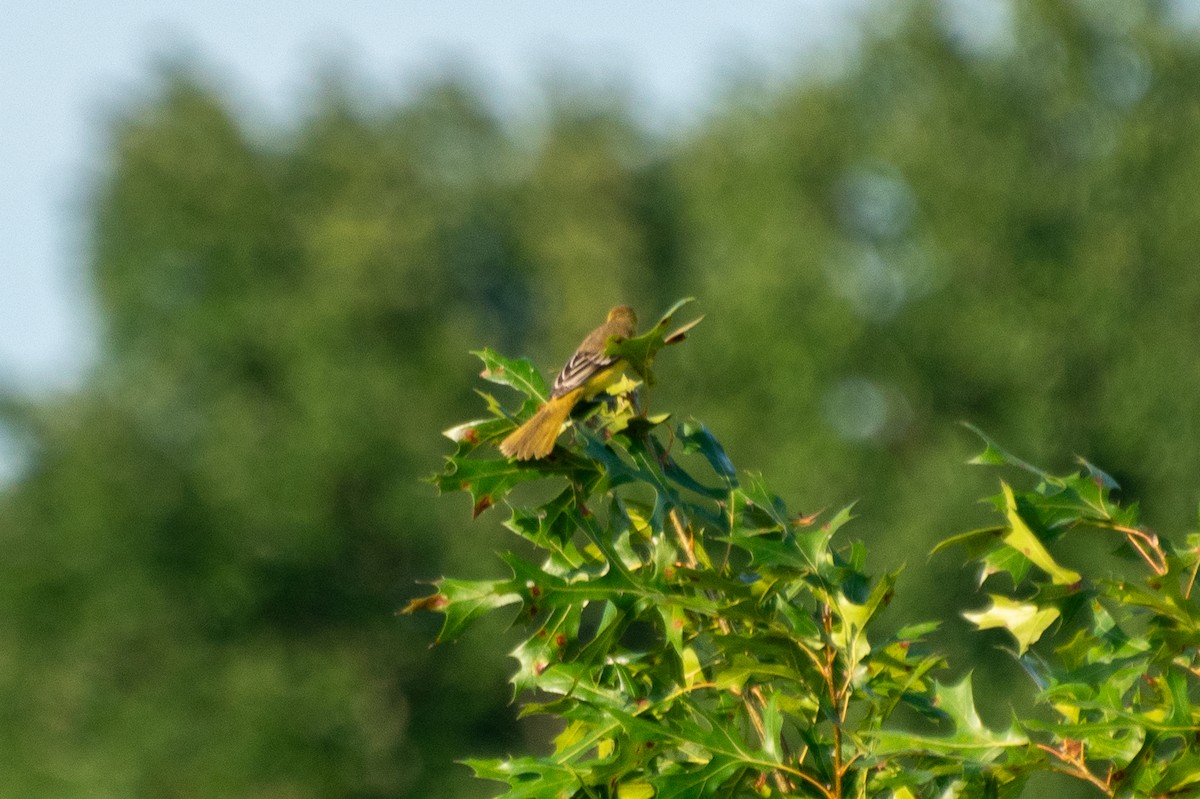 Orchard Oriole - ML622174991