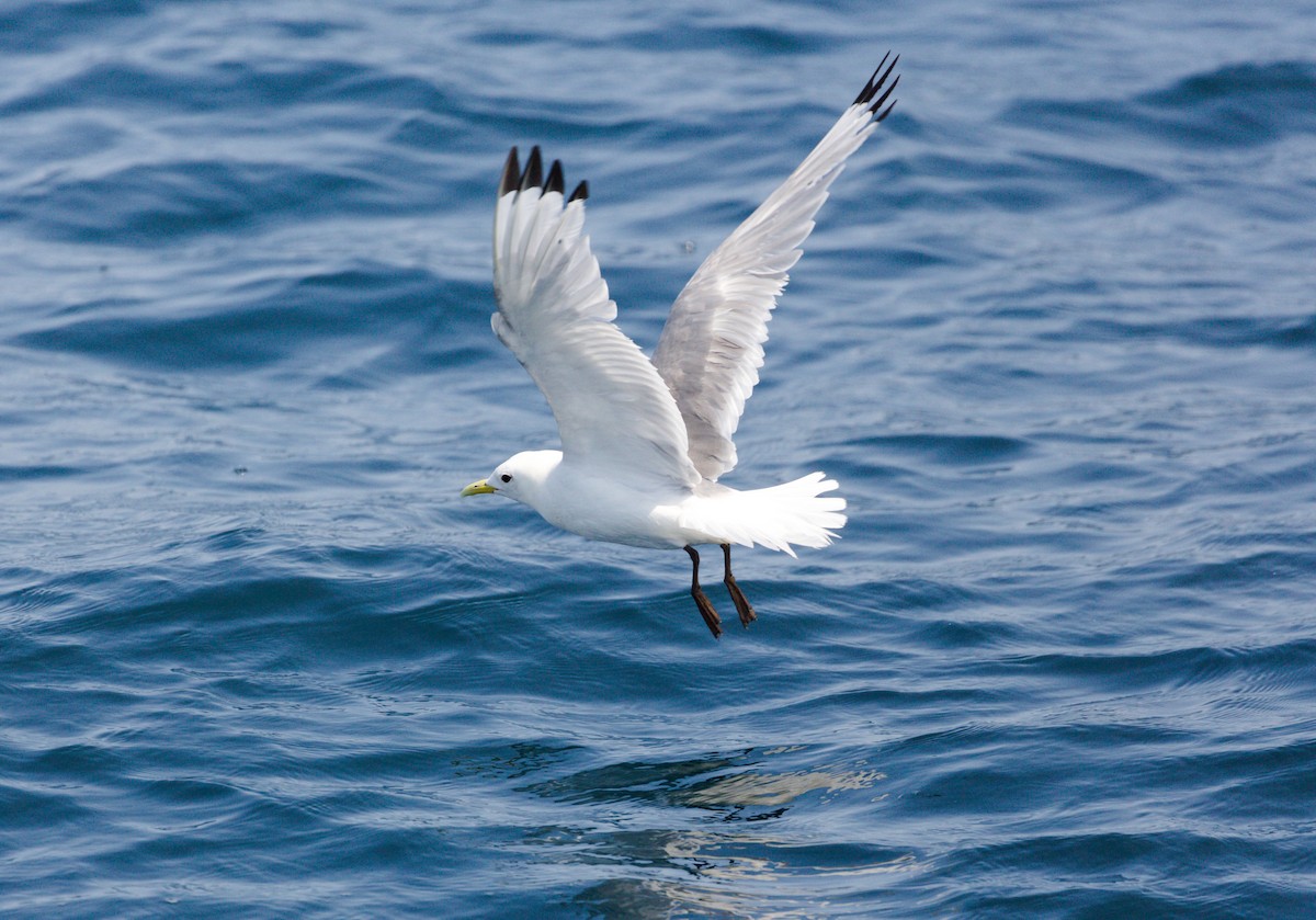 Black-legged Kittiwake - Alex Wright