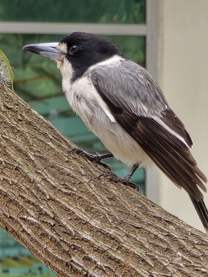 Gray Butcherbird - ML622175168