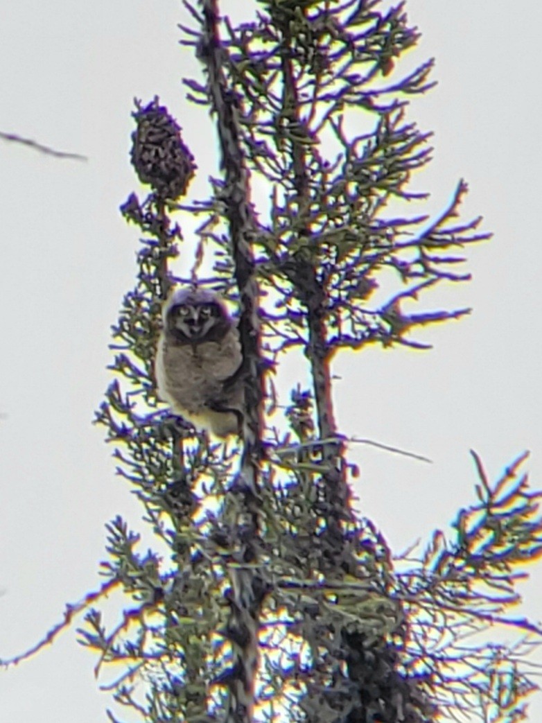 Northern Hawk Owl - ML622175222