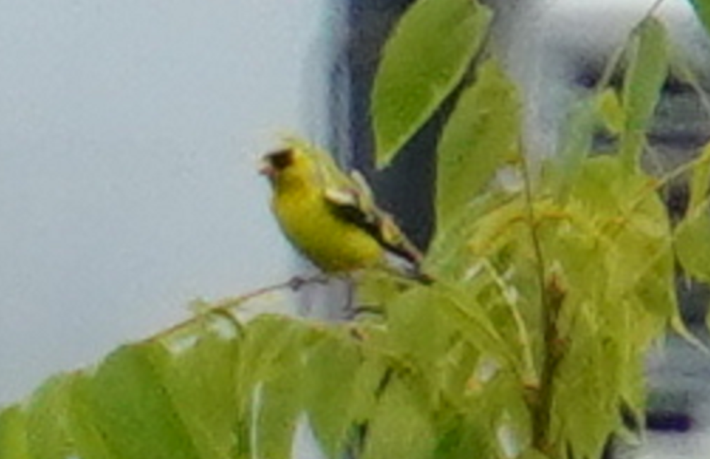 American Goldfinch - ML622175265