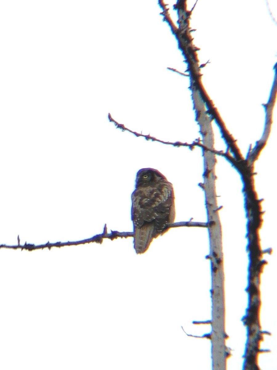 Northern Hawk Owl - ML622175289