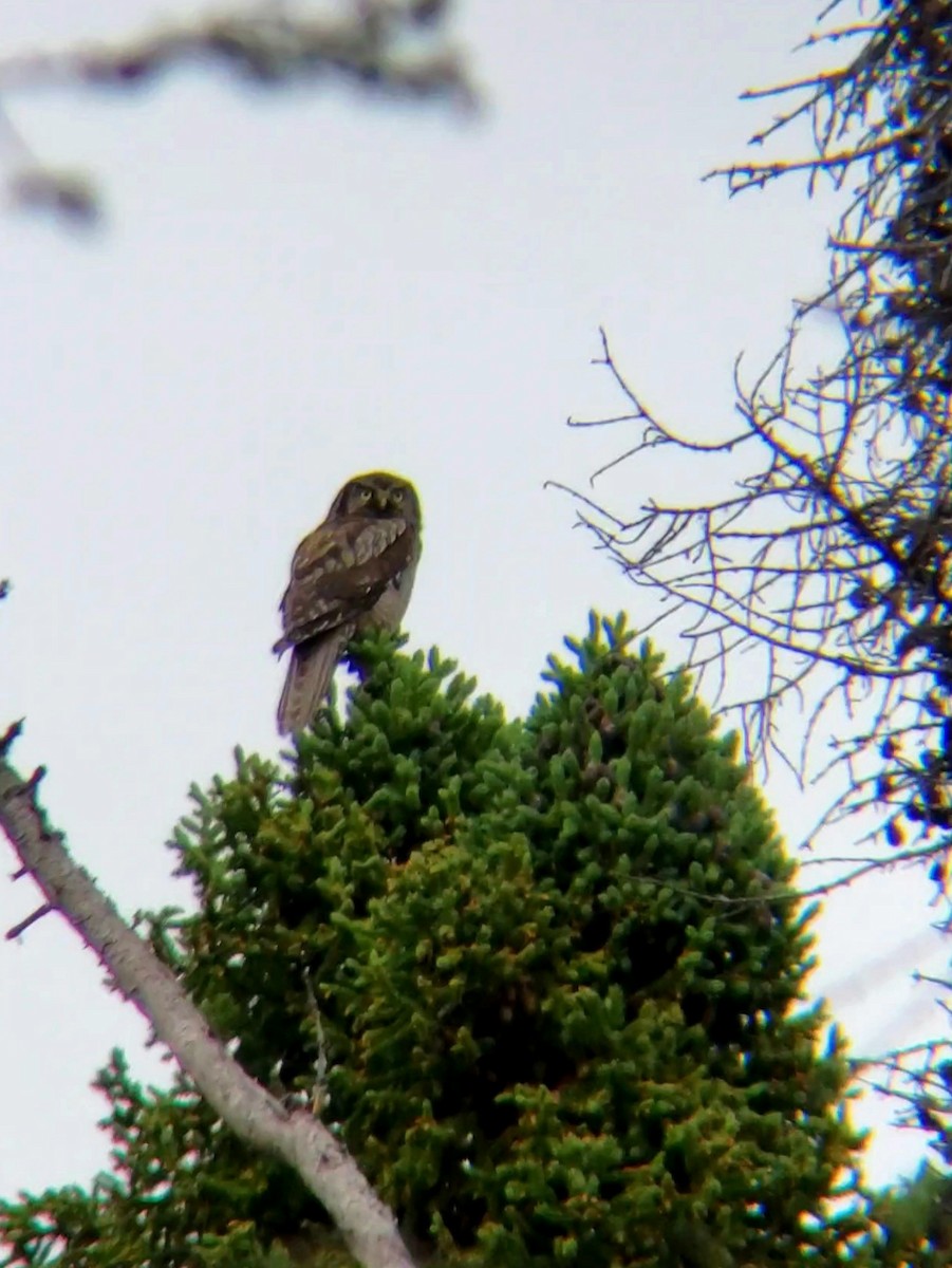 Northern Hawk Owl - ML622175290