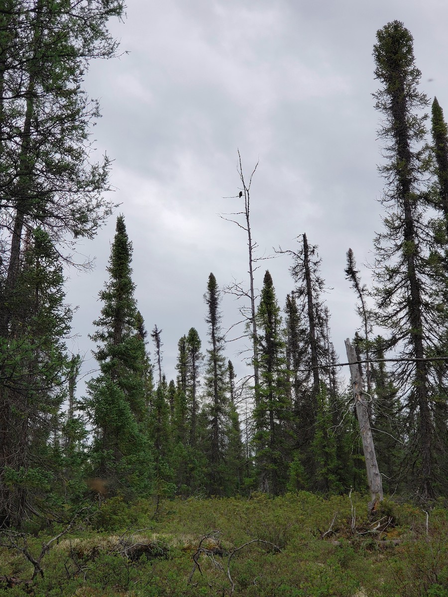 Northern Hawk Owl - ML622175292