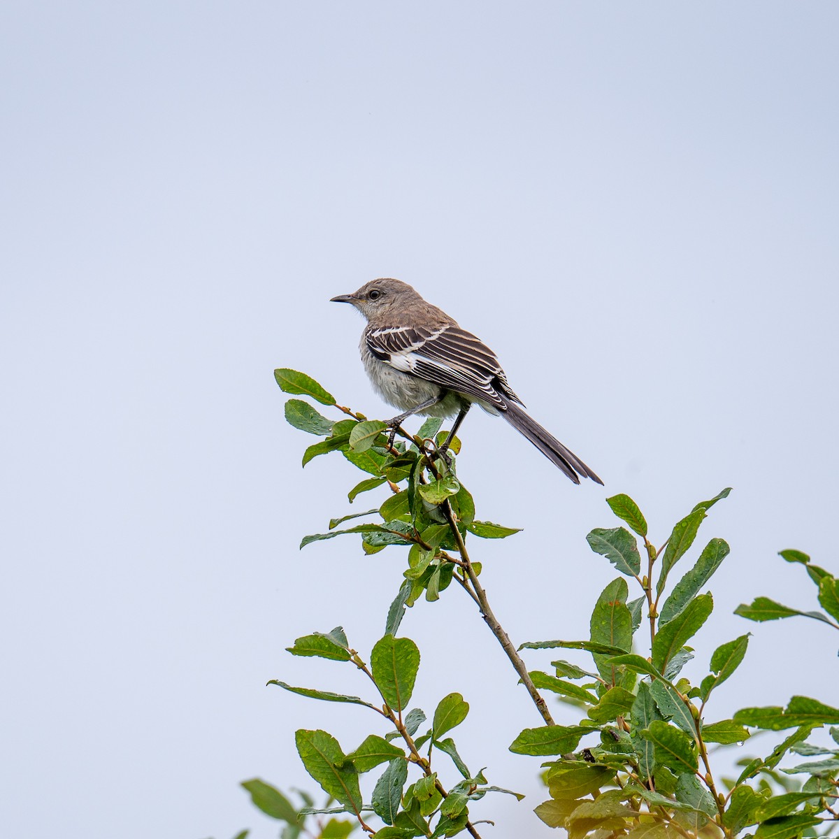 Northern Mockingbird - ML622175324