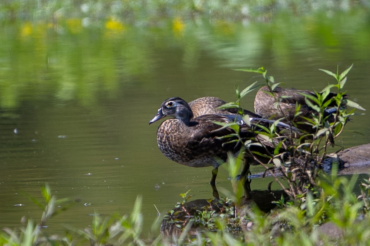 Wood Duck - ML622175348