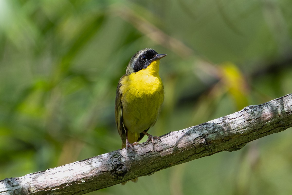 Common Yellowthroat - ML622175362